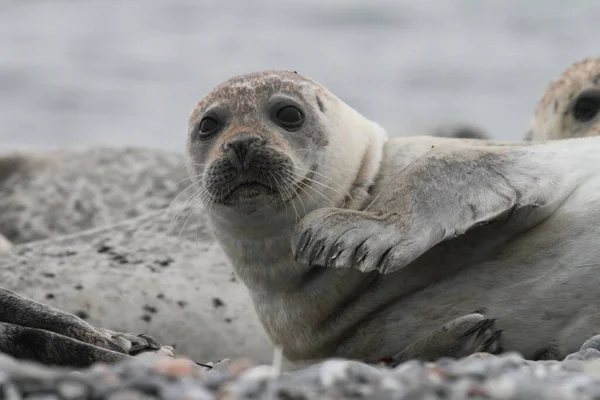 Robben Tiere Meeressäuger — Stockfoto