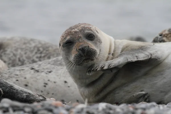 seals animals, marine mammal