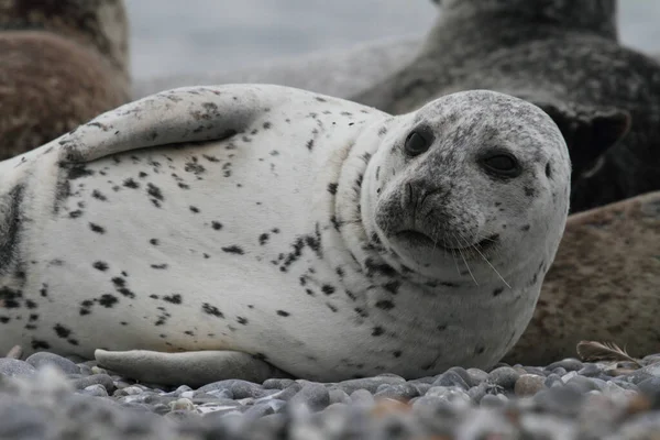 Foche Animali Mammiferi Marini — Foto Stock