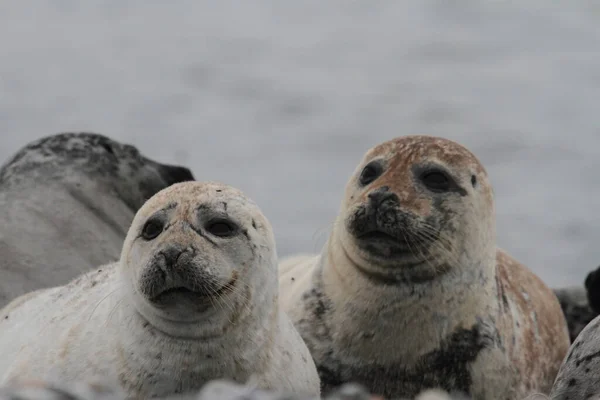 Zeehonden Zeezoogdieren — Stockfoto