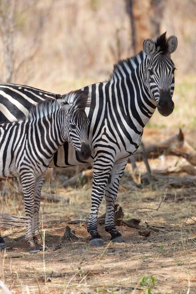 Afrika Siyah Beyaz Zebra Hayvanı — Stok fotoğraf