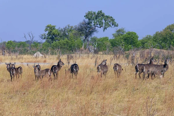 Waterbuck Большой Антилопы Животного Фауна Природы — стоковое фото