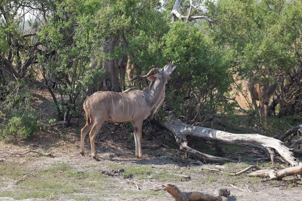 Kudu Antilop Hayvanlar Vahşi Yaşam Doğa Hayvanları — Stok fotoğraf