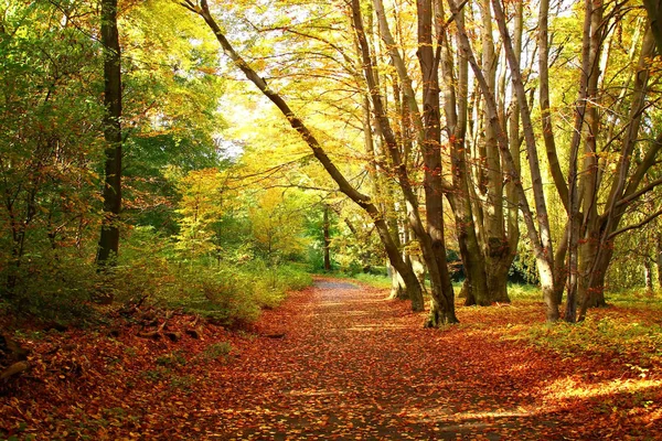 Automne Berlin Dans Parc Sur Fond — Photo