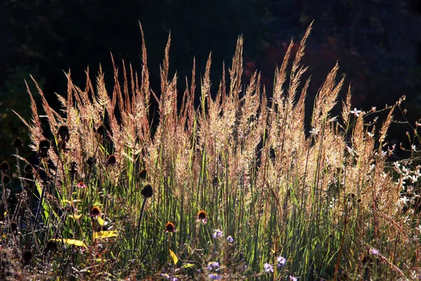 Ornamental Grass Backlight — Stock Photo, Image