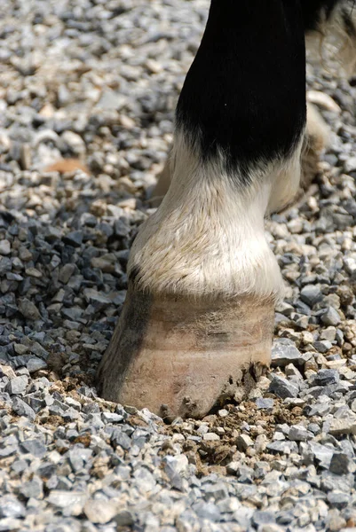 Close Casco Cavalo Itália — Fotografia de Stock