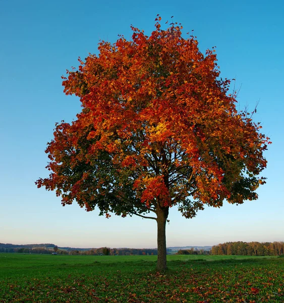 Árvore Bordo Vestido Outono — Fotografia de Stock