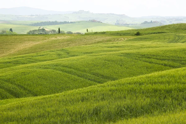 Toscana Grönt Typiskt Landskap Våren — Stockfoto