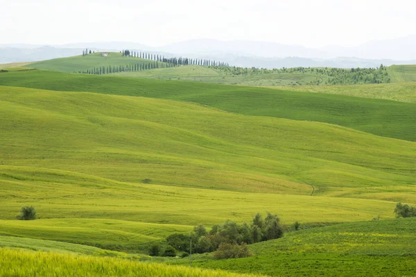 Toscana Grönt Typiskt Landskap Våren — Stockfoto