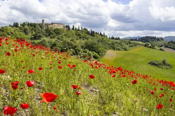 Våren Toscana Landskap Med Vallmo — Stockfoto