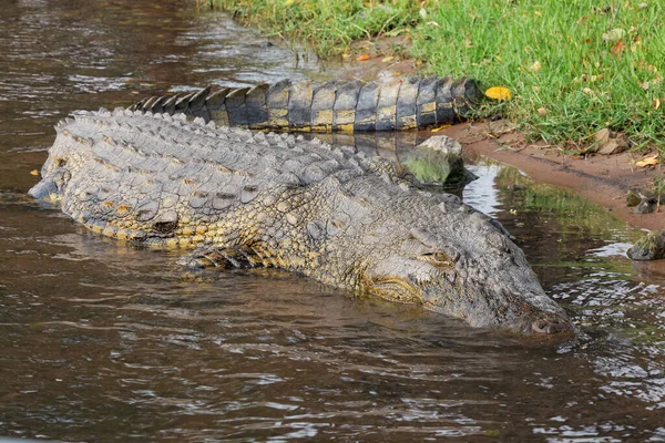 Animal Crocodilo Predador Anfíbio — Fotografia de Stock