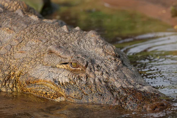 Крокодил Небезпечні Амфібійні Тварини — стокове фото