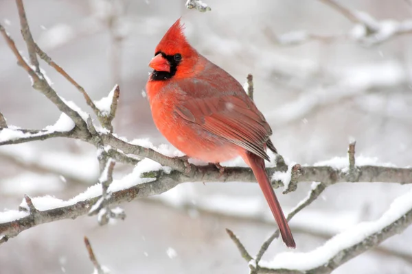 Hombre Cardenal Del Norte Cardinalis Cardinalis Una Rama Una Tormenta — Foto de Stock