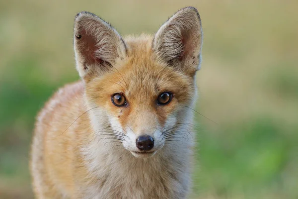 Raposa Vermelha Animal Fauna Natureza — Fotografia de Stock