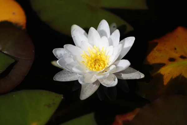 Water Lily Pond Flowers Flora Nature — Stock Photo, Image