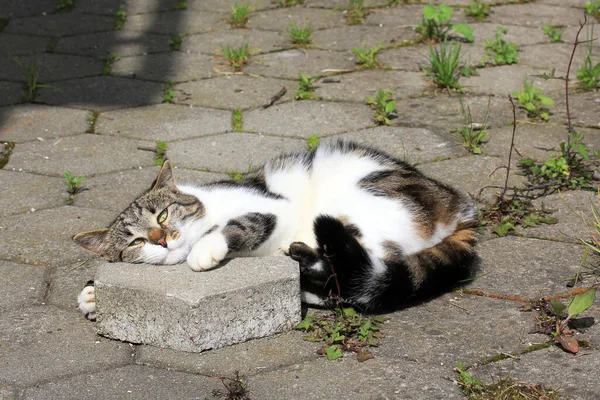 Porträtt Söt Katt — Stockfoto