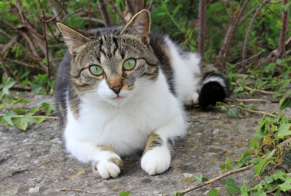 Маленький Кіт Камені — стокове фото