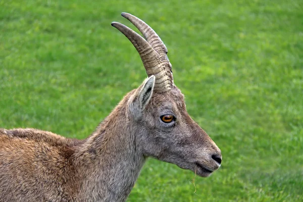 Steenbok Dier Natuur Fauna — Stockfoto