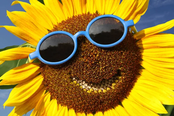 Соняшник Посмішкою — стокове фото