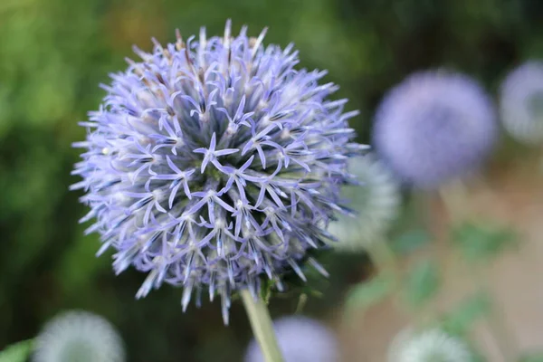 Vacker Flora Trädgården Natur — Stockfoto