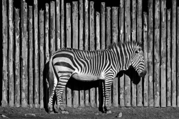 Parktaki Zebra — Stok fotoğraf