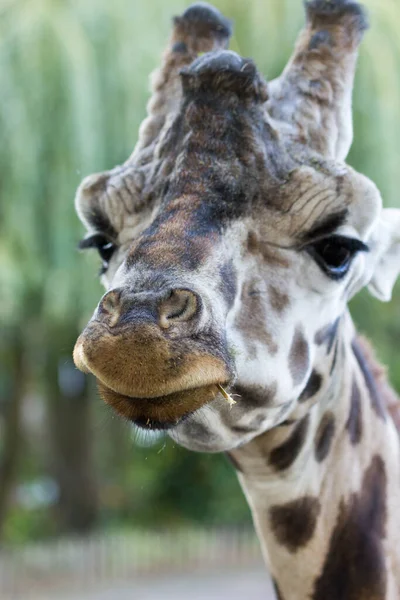 Животный Мир Жирафов Фауна Природы — стоковое фото