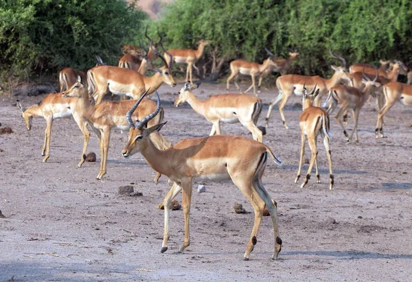 Preto Calcanhar Impala Chobe Parque Nacional — Fotografia de Stock