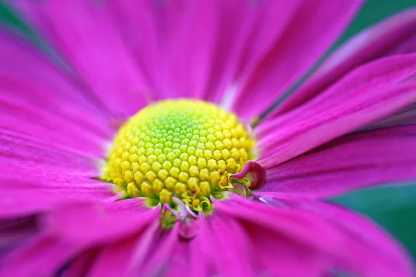 Gradina Crizantema Dendranthema Grandiflorum Hibrid Oury — Fotografie, imagine de stoc