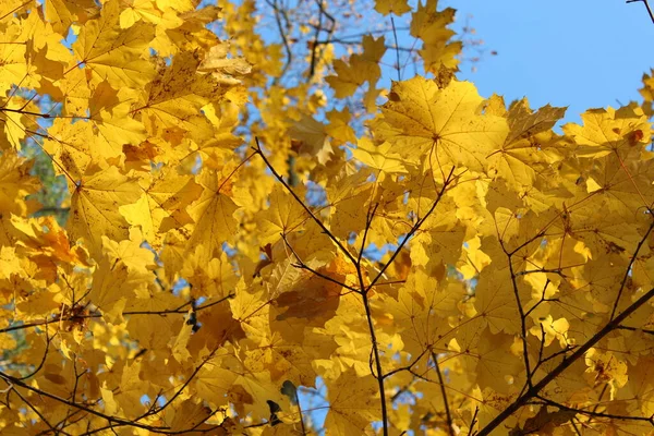 Herbstblätter Auf Ästen Flora Der Herbstsaison — Stockfoto