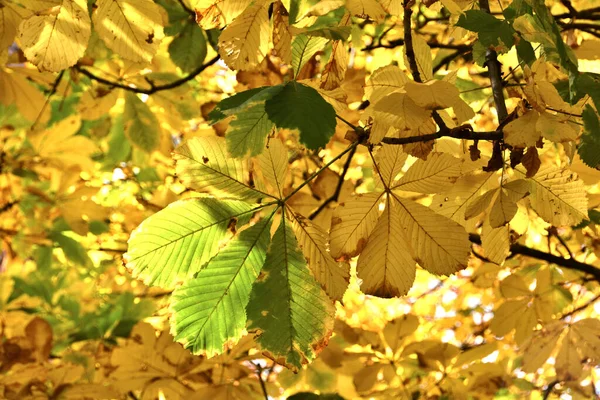 Каштан Осенью — стоковое фото
