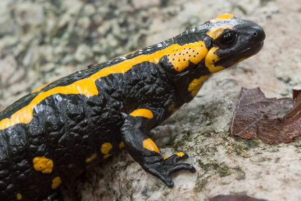 Salamander Dier Reptielen Hagedis — Stockfoto