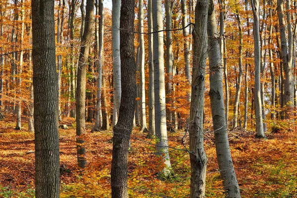 Floresta Outono Folhas Paisagem Chão — Fotografia de Stock