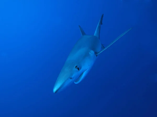 Tubarão Azul Fora Azore — Fotografia de Stock