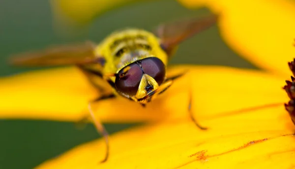 Gros Plan Bug Nature Sauvage — Photo