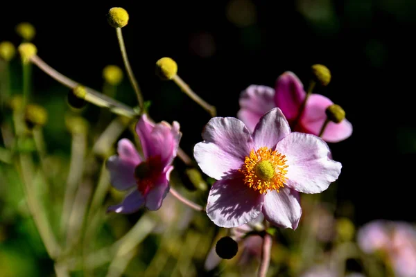 Flower Sunlight — Stock Photo, Image