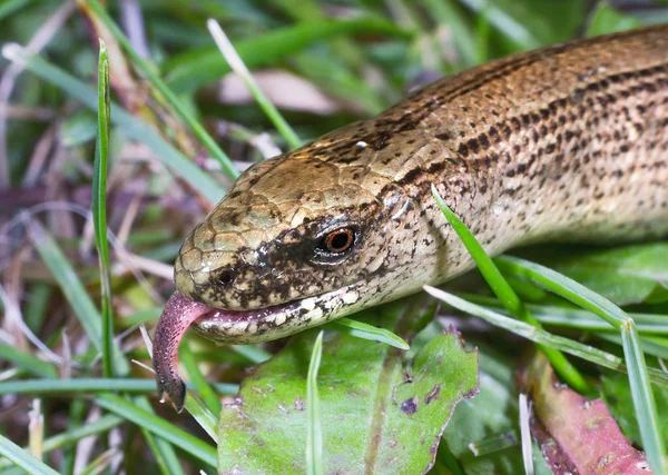 Gusano Ciego Criatura Lagarto —  Fotos de Stock