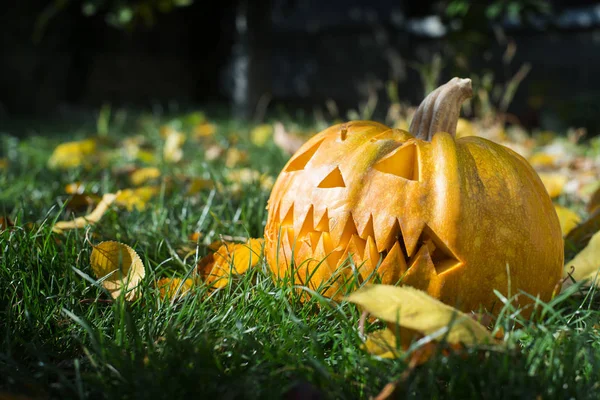 Halloween Tök Fűben Őszi Levelek — Stock Fotó