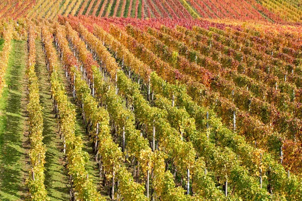 Wijngaard Landbouw Flora Het Platteland — Stockfoto
