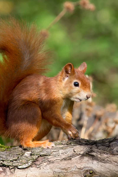 Ekorrdjur Gnagare Däggdjur — Stockfoto