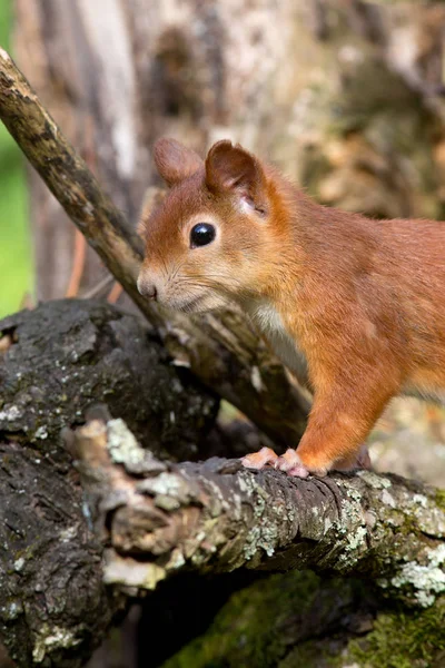 다람쥐 설치류 — 스톡 사진