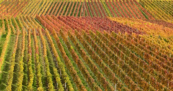Weinanbau Flora Auf Dem Land — Stockfoto