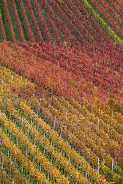 Vineyard Agriculture Flora Countryside — Stock Photo, Image