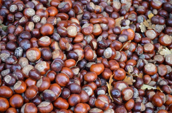 Kastanjes Verzameld Voor Vervoedering — Stockfoto