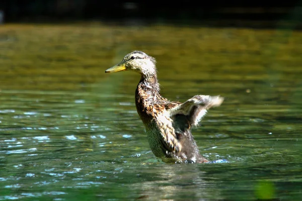 Jungtiere Selektiver Fokus — Stockfoto