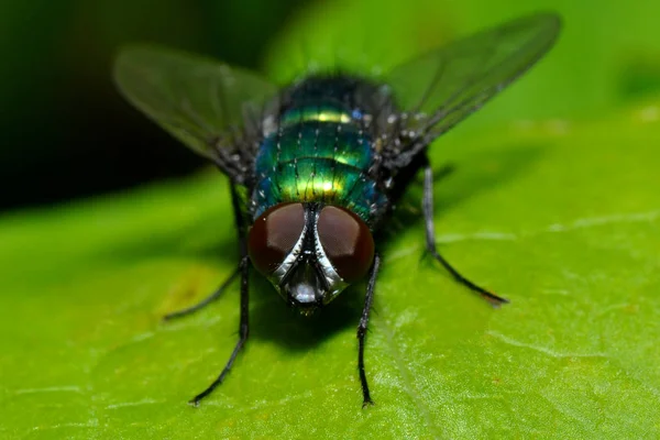 Volar Sobre Hojas Flora Insectos — Foto de Stock