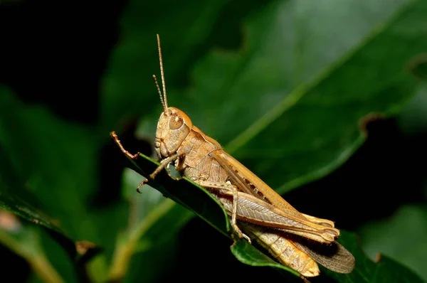 메뚜기 Chorthippus Dorsatus — 스톡 사진