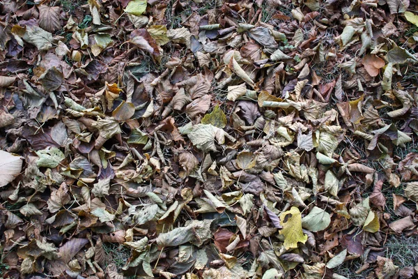 Höst Säsong Lövverk Höst Löv Flora — Stockfoto