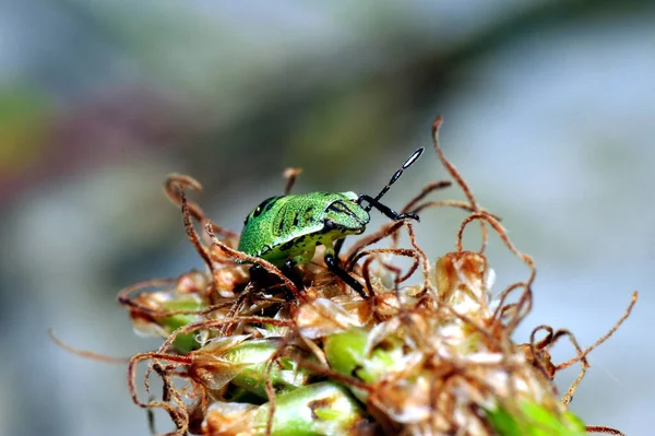 野生の自然界での虫の接近 — ストック写真