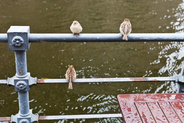 Passeri Sulla Recinzione Lungomare Del Fiume Spree Giorno Pioggia — Foto Stock