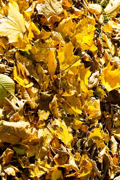 Κίτρινο Φύλλο Σκουπίδια Στο Δάσος Φθινόπωρο Ηλιόλουστη Μέρα Κοντά — Φωτογραφία Αρχείου